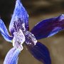 Zig Zag Larkspur (Delphinium patens): The flowers on this native grow in a zig zag fashion on the stem.